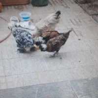 مرغ سیاه بومی اصل