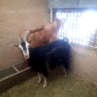 بز ماده و بز غاله نر