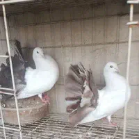 کبوتر  دم چتری