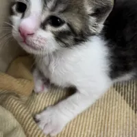 بچه گربه‌ی مهربون