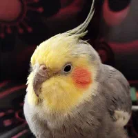 عروس هلندی بازیگوش|پرنده|خمین, |دیوار