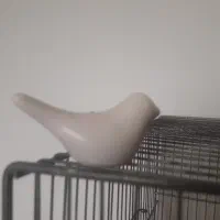 پرنده پیداشده