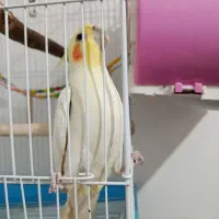 یک جفت عروس هلندی نروماده مولد