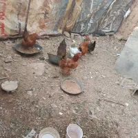 مرغ تخمگذار