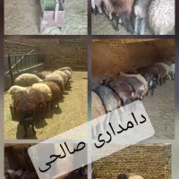 گوسفند زنده بره نر ماده .شیشک