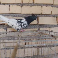 ماده شهری ،رنگی