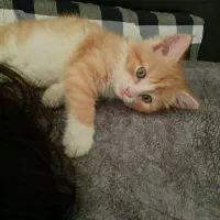 واگذاری بچه گربه
