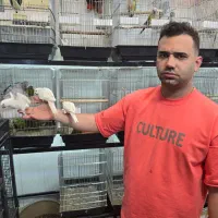 معاوضه و خریدار انواع پرندگان زینتی|پرنده|تهران, الهیه|دیوار