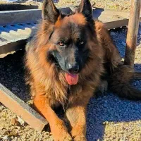 ژرمن اصیل نر و ماده