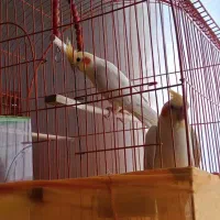 عروس هلندی جفت