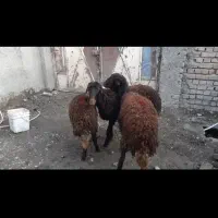 بره ماده افشاری|حیوانات مزرعه|بروجرد, |دیوار