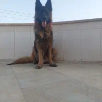 سگ ژرمن جهت کشش(جفت گیری)|سگ|یزد, |دیوار