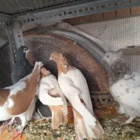 کبوتر|پرنده|شیراز, کوشک میدان|دیوار