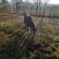 کره اسب ماده۶ماهه|اسب و تجهیزات اسب‌سواری|اردبیل, |دیوار