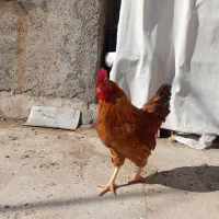 دو تا خروس جوان