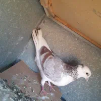 کفتر یا کبوتر|پرنده|هشتگرد, هشتگرد قدیم|دیوار