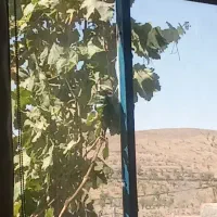 تکاندن گردو و بادام سرعت عمل بالا