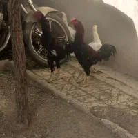 خروس لاری درجه یک پا بلند جنگی پرنده کفتر کبوتر|حیوانات مزرعه|همدان, |دیوار