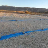 کدوآجیلی امساله درجه یک توپور حدود۱۵تن