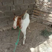 بزه|حیوانات مزرعه|چابهار, |دیوار