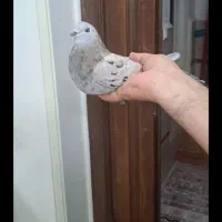 کبوتر