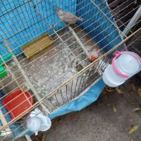 فنج اورنج فروشی|پرنده|بندرعباس, |دیوار