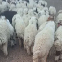 گوسفند  دام دار