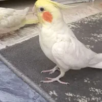 عروس هلندی|پرنده|ابهر, |دیوار