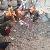 جوجه محلی