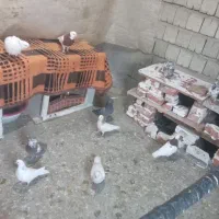 ۱۰کبوتر با ۳ تا کبوتر جوجه ۲ هفته است دون میخرن|پرنده|نقده, |دیوار