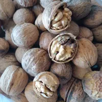 گردو کاغذی|خوردنی و آشامیدنی|رفسنجان, |دیوار