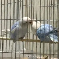 جفت برزیلی باتخم