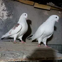 کفتر شمرونی