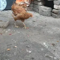 مرغ محلی درجه یک تخم مرغی هستن|حیوانات مزرعه|جوین, |دیوار