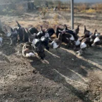 بوقلمون محلی و کاملا اورگانیک