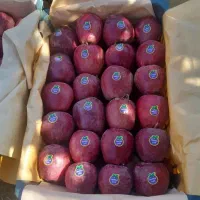 هرس کاری|خدمات باغبانی و درختکاری|ارومیه, |دیوار