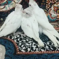 سه عدد جوجه عروس هلندی آلبینو