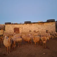 گوسفند دامازدیخ|حیوانات مزرعه|قشلاق دشت, |دیوار