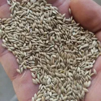 خرید گندم جو سیاه دانه گاودانه تخم کتان نخود سیاه|خدمات باغبانی و درختکاری|اردبیل, |دیوار