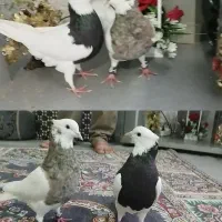 کفتر یک جفت طوقی شازد نرماد بی نظیر