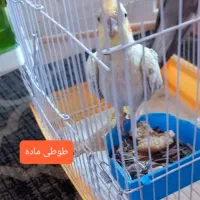 ۳ تا طوطی با قفس|پرنده|آمل, |دیوار