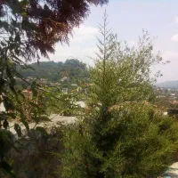 روغن سیاه دانه جهت چکاراست