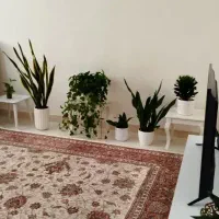 اجاره آپارتمان|اجارهٔ آپارتمان|تهران, علی‌آباد|دیوار