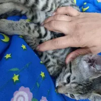 واگذاری گربه نژادdshطرح بنگال|گربه|قم, بکایی|دیوار