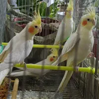 جفت مولد عروس هلندی لوتینو