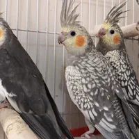 ۶ تا عروس هلندی خانگی سالم و شاداب