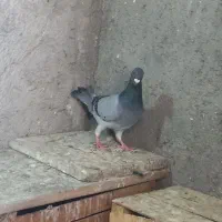 سبز|پرنده|بم, |دیوار