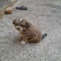 سگ پا کو تا|سگ|قم, منبع آب|دیوار