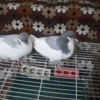 کفتر بد رنگ|پرنده|الوند, |دیوار