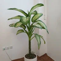 گل اپارتمانی|گل و گیاه طبیعی|اردبیل, |دیوار